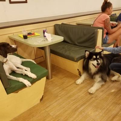 Resident dogs gathered around a table at Bau House dog café in Hongdae, Seoul